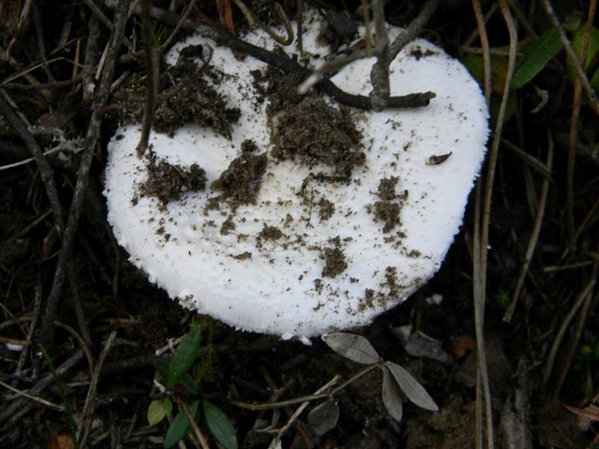 1817 Novembre vecchio ritrovamento